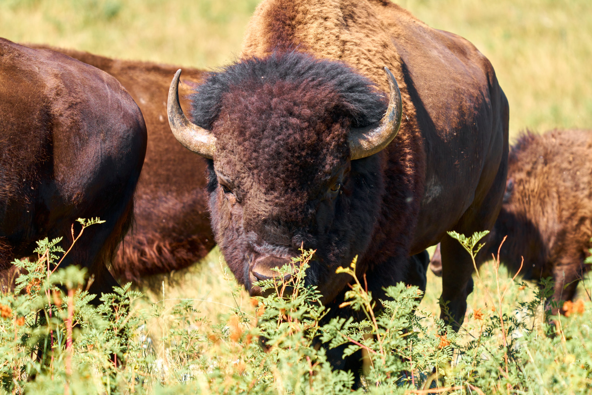 Lowland Coo